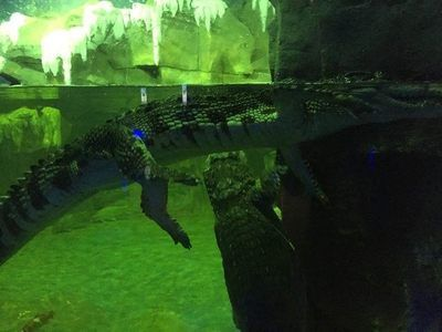 石家莊水族館vs祥龍魚場（石家莊水族館與祥龍魚場各有其特色和側(cè)重點）