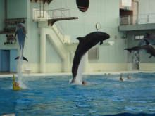 雙鴨山水族館vs祥龍魚場（雙鴨山水族館與祥龍魚場的主要區別）