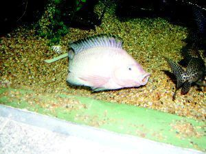 雙鴨山水族館vs祥龍魚場（雙鴨山水族館與祥龍魚場的主要區別）