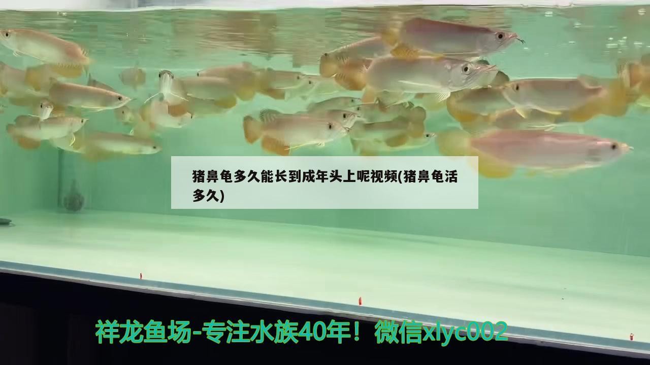 豬鼻龜多久能長到成年頭上呢視頻(豬鼻龜活多久)