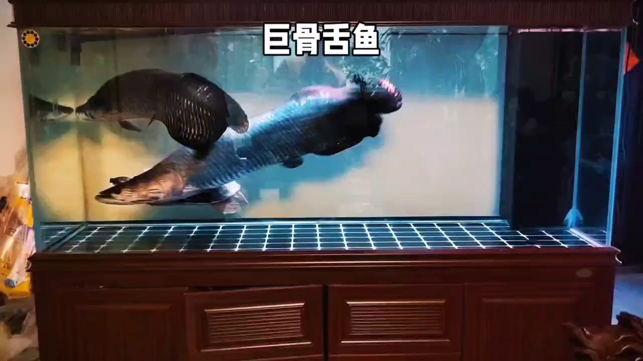 大型巨骨舌魚 現場太震撼了