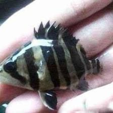 印尼虎魚吃什么發色好看一點：印尼虎魚吃什么發色好看