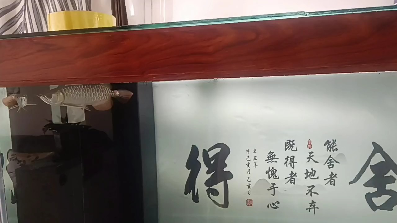 入缸第14天
