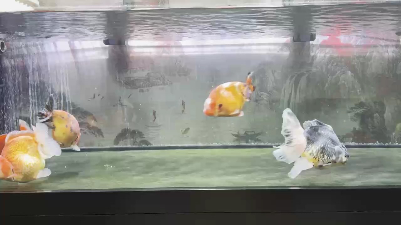 1500一缸，泰獅和蘭壽一起整缸出，懂得看品質，個人原因虧本出！??！只限北京<strong><mark>海淀</mark></strong>蘇州街自提?。?！先到先得！