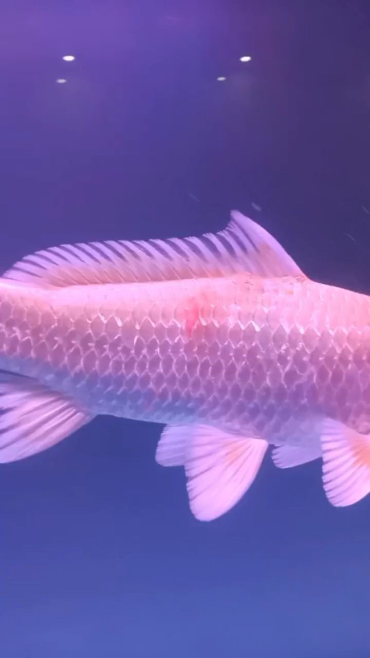 龍崗哪里有賣魚缸的實體店（龍崗哪里有漁具店）