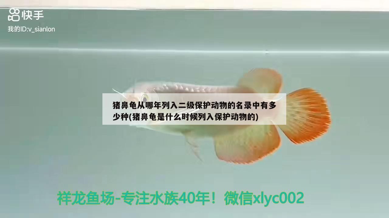 豬鼻龜從哪年列入二級(jí)保護(hù)動(dòng)物的名錄中有多少種(豬鼻龜是什么時(shí)候列入保護(hù)動(dòng)物的)