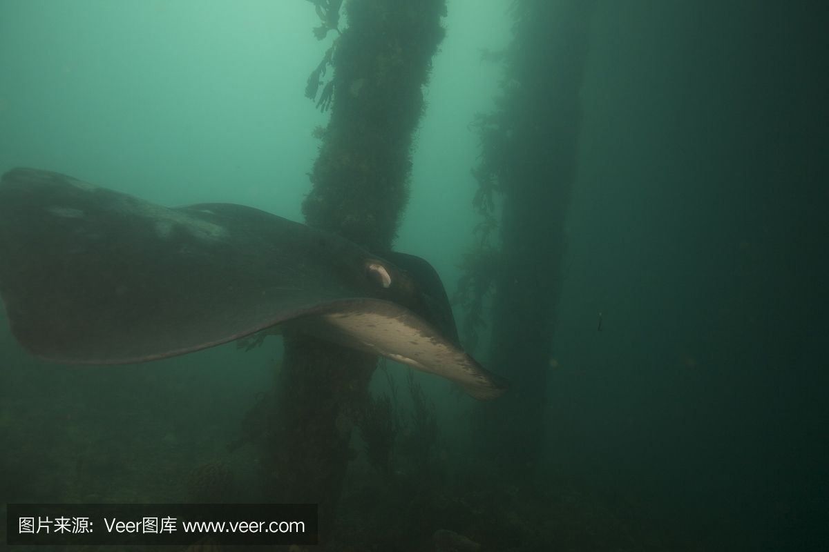 魟魚呼吸鰓不動是不是死了：\"魟魚呼吸鰓不動是不是死了