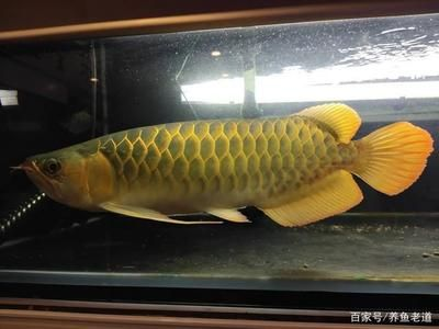 白鯊魚觀賞魚好養么視頻（淡水白鯊觀賞魚的特點和養護）