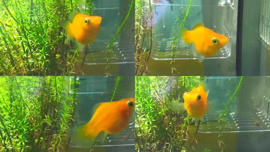 白鯊魚觀賞魚好養么視頻（淡水白鯊觀賞魚的特點和養護）