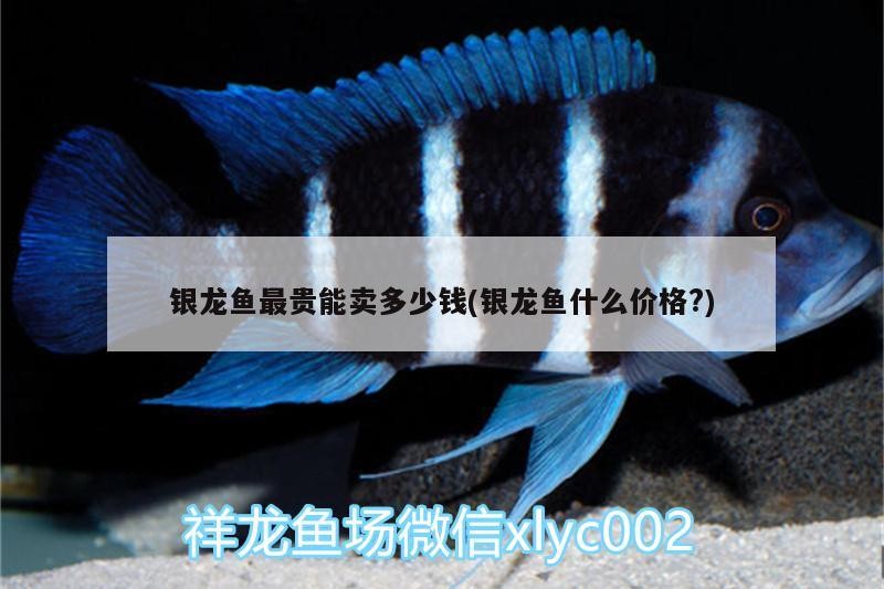 銀龍魚最貴能賣多少錢(銀龍魚什么價格?)