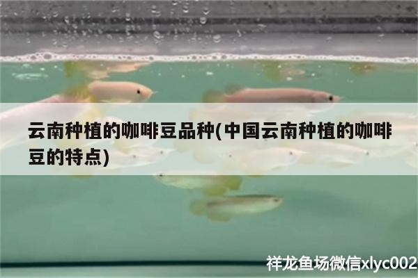 云南種植的咖啡豆品種(中國云南種植的咖啡豆的特點(diǎn))