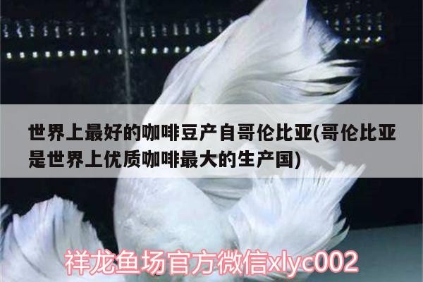 世界上最好的咖啡豆產自哥倫比亞(哥倫比亞是世界上優質咖啡最大的生產國)