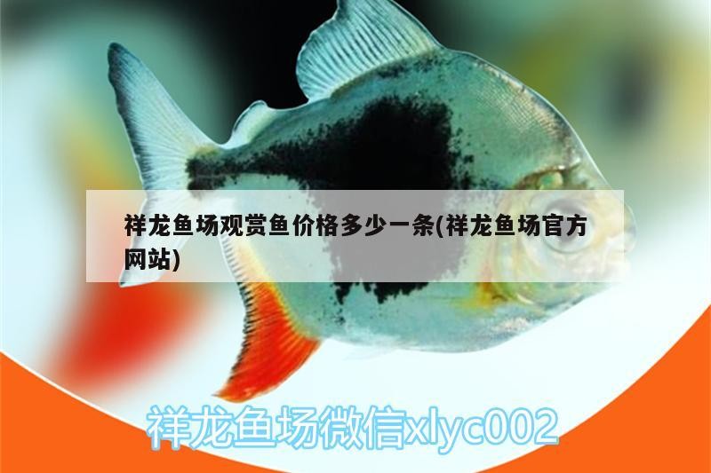 祥龍魚場觀賞魚價格多少一條(祥龍魚場官方網(wǎng)站)