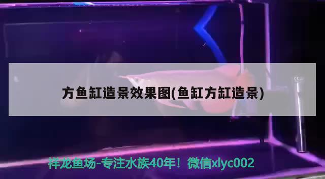 方魚缸造景效果圖(魚缸方缸造景)