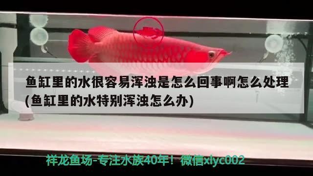 魚缸里的水很容易渾濁是怎么回事啊怎么處理(魚缸里的水特別渾濁怎么辦)