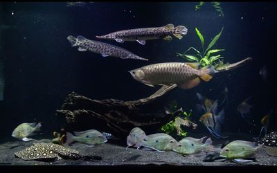 魟魚生下來多大：魟魚出生時的大小并不統一，飼養者需要注意幾個關鍵因素 魟魚生下來多大：魟魚出生時的大小并不統一，飼養者需要注意幾個關鍵因素 魟魚百科 第3張