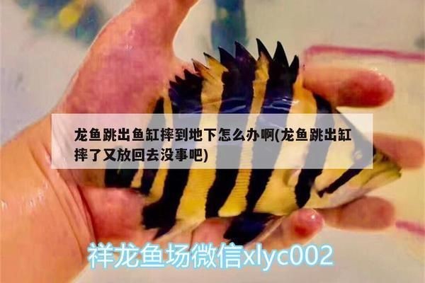 龍魚摔在地上礙事嗎怎么辦vs祥龍魚場：關于龍魚摔地問題處理及對策