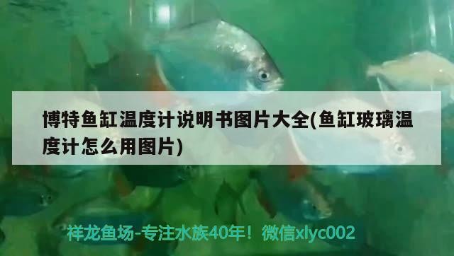 博特魚缸溫度計說明書圖片大全(魚缸玻璃溫度計怎么用圖片)