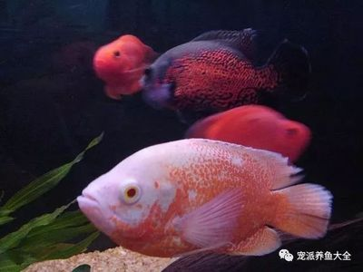 大魚(yú)缸觀賞魚(yú)排行榜前十名：大型觀賞魚(yú)的飼養(yǎng)方式