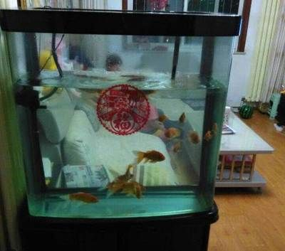 1米長的魚缸養什么魚比較好：一米的魚缸養什么魚比較好？