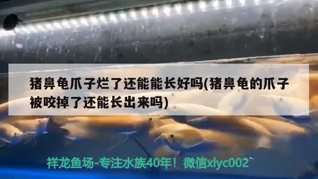 豬鼻龜爪子爛了還能能長(zhǎng)好嗎(豬鼻龜?shù)淖ψ颖灰У袅诉€能長(zhǎng)出來嗎)