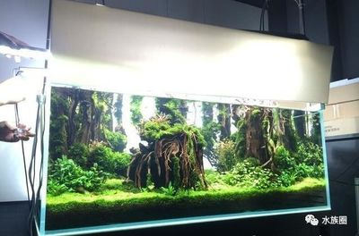 濟南魚缸造景批發市場在哪個位置