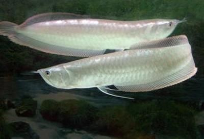 紅龍魚跟銀龍混養(yǎng)可以嗎：紅龍魚和銀龍魚可以混養(yǎng)嗎