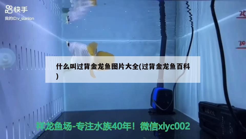 什么叫過背金龍魚圖片大全(過背金龍魚百科)