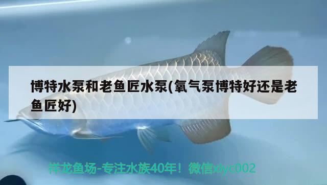 博特水泵和老魚匠水泵(氧氣泵博特好還是老魚匠好)