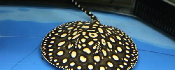 魟魚有小型的嗎有毒嗎：飼養(yǎng)魟魚需要注意安全問題，魟魚有小型的嗎有毒嗎