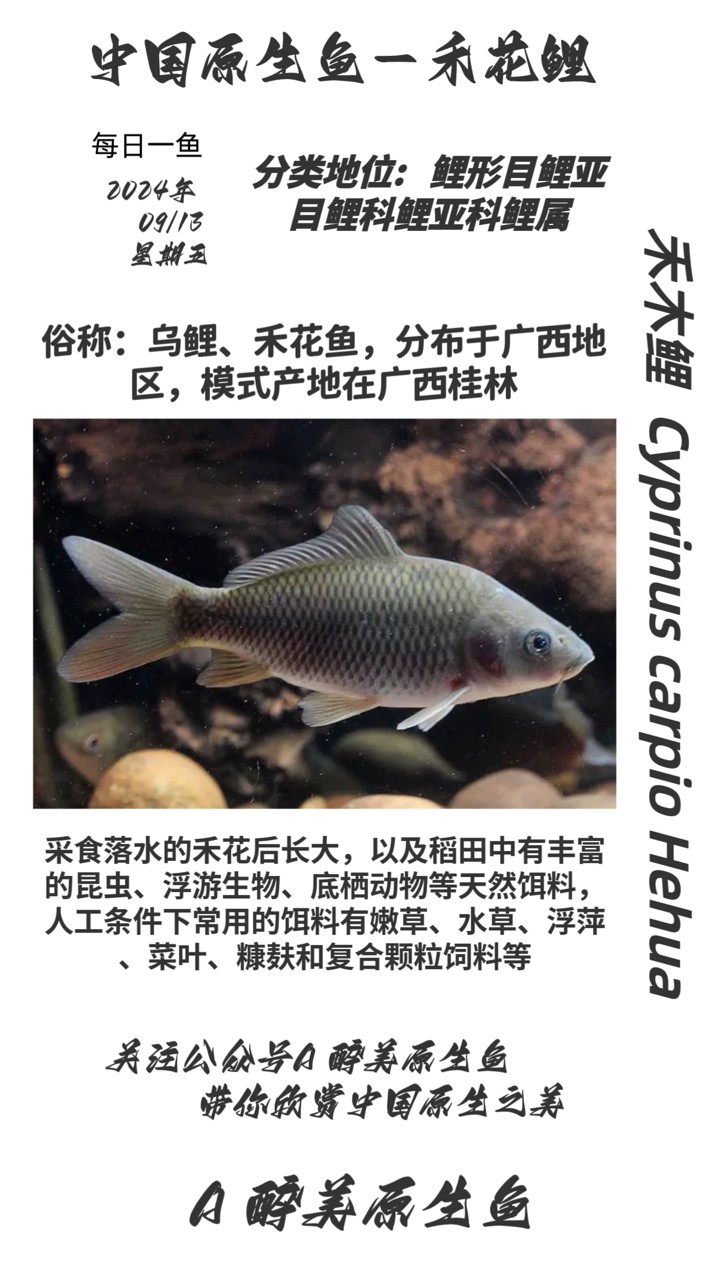 禾花鯉