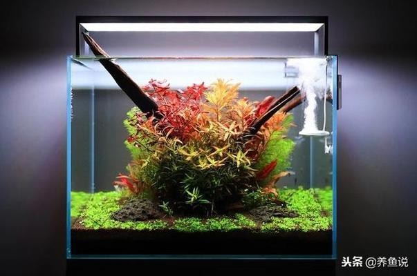 斗魚缸造景教程圖片