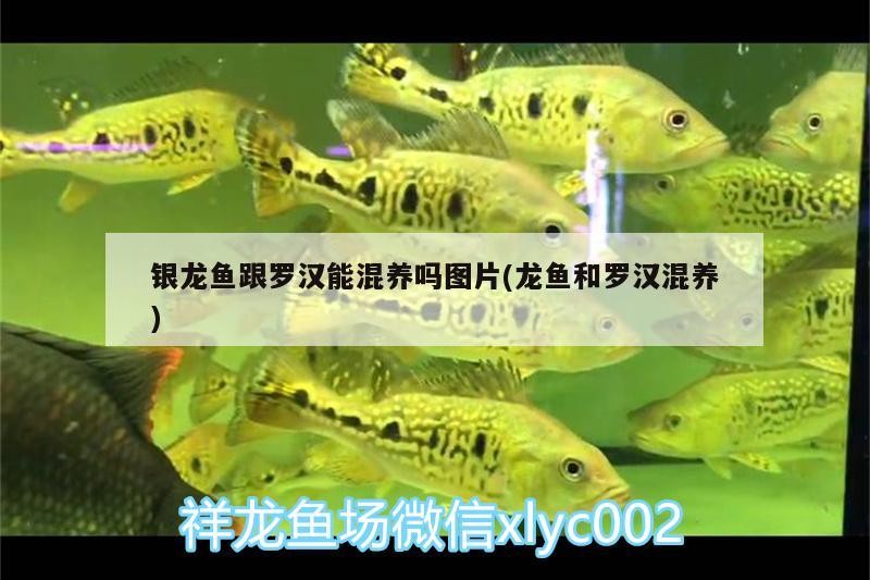 銀龍魚跟羅漢能混養嗎圖片(龍魚和羅漢混養)