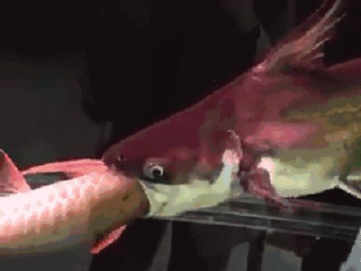 龍魚食物卡住了怎么辦vs祥龍魚場(chǎng)：龍魚食物卡住怎么辦