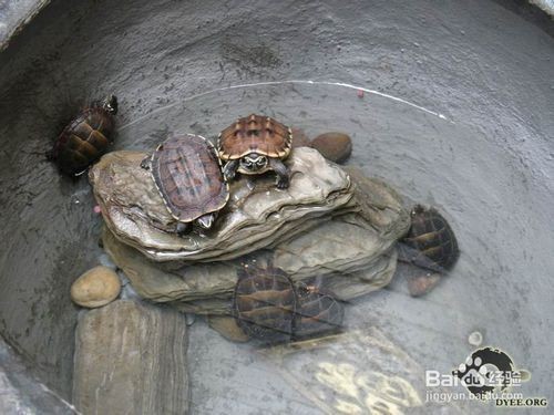 龍魚食物卡住了怎么辦vs祥龍魚場(chǎng)：龍魚食物卡住怎么辦