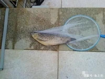 虎魚之間打架嗎：虎魚之間會發生打斗嗎