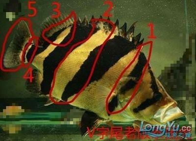 老版泰虎絕版原因有哪些：老版泰虎的絕版原因有哪些