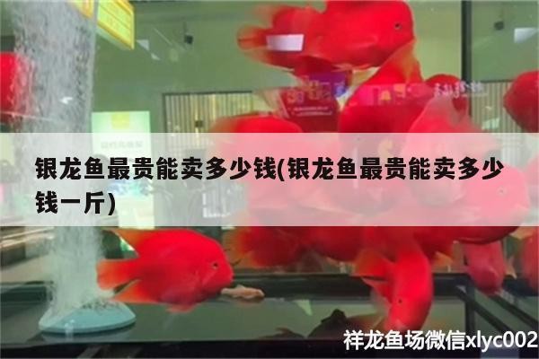 銀龍魚最貴能賣多少錢(銀龍魚最貴能賣多少錢一斤)