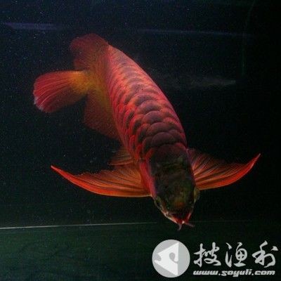 紅龍魚怎么樣換食物：紅龍魚多久換一次水 紅龍魚怎么樣換食物：紅龍魚多久換一次水 紅龍魚百科 第1張