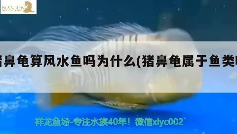 豬鼻龜算風水魚嗎為什么(豬鼻龜屬于魚類嗎)