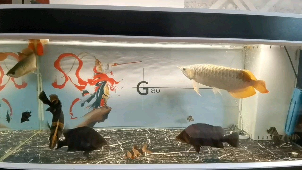 魚缸過濾器選購指南:自制魚缸過濾器魚缸上置過濾器對于養(yǎng)魚愛好者的必備知識 雙紅混養(yǎng)29天,加入小虎繼續(xù)混養(yǎng)。 龍魚論壇 雙紅混養(yǎng)29天,加入小虎繼續(xù)混養(yǎng)。 雙紅混養(yǎng)29天,加入小虎繼續(xù)混養(yǎng)。 龍魚論壇