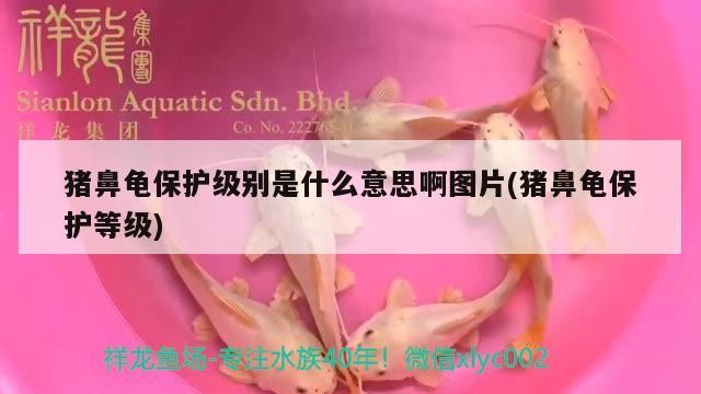 豬鼻龜保護(hù)級(jí)別是什么意思啊圖片(豬鼻龜保護(hù)等級(jí))