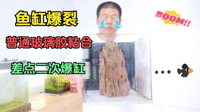 南譙龍魚(yú)繁殖季節(jié)是什么時(shí)候，南譙龍魚(yú)的繁殖季節(jié)是什么時(shí)候？