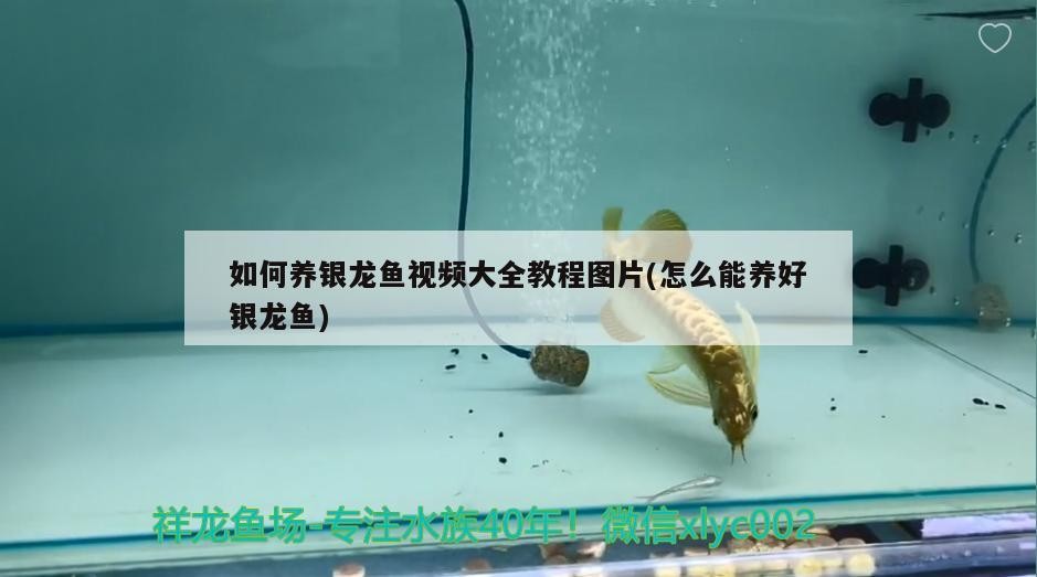 如何養銀龍魚視頻大全教程圖片(怎么能養好銀龍魚)