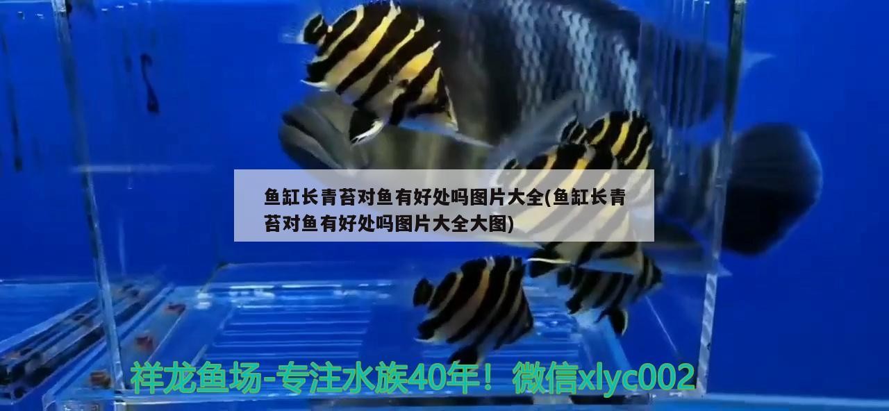 如何養銀龍魚視頻大全教程圖片(怎么能養好銀龍魚)