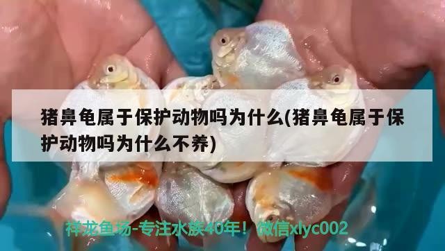 豬鼻龜屬于保護動物嗎為什么(豬鼻龜屬于保護動物嗎為什么不養)