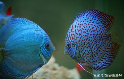 50厘米的魚缸能養幾條小錦鯉：50厘米的魚缸能否養錦鯉以及能養多少條