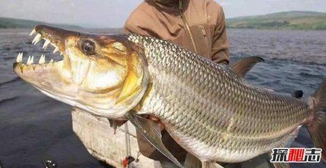 虎魚全名：虎魚是一個通用名嗎？