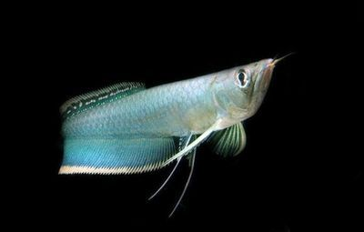 黑河龍魚vs祥龍魚場(黑河龍魚批發市場與祥龍魚場各有優勢) 全國水族館企業名錄 第3張 黑河龍魚vs祥龍魚場(黑河龍魚批發市場與祥龍魚場各有優勢) 黑河龍魚vs祥龍魚場(黑河龍魚批發市場與祥龍魚場各有優勢) 全國水族館企業名錄 第3張