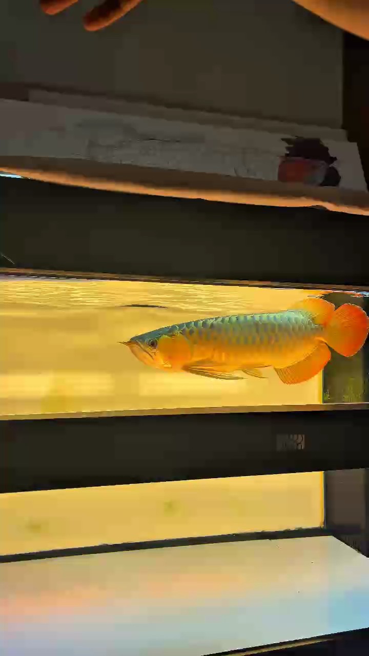 廣州龍魚比賽觀后感